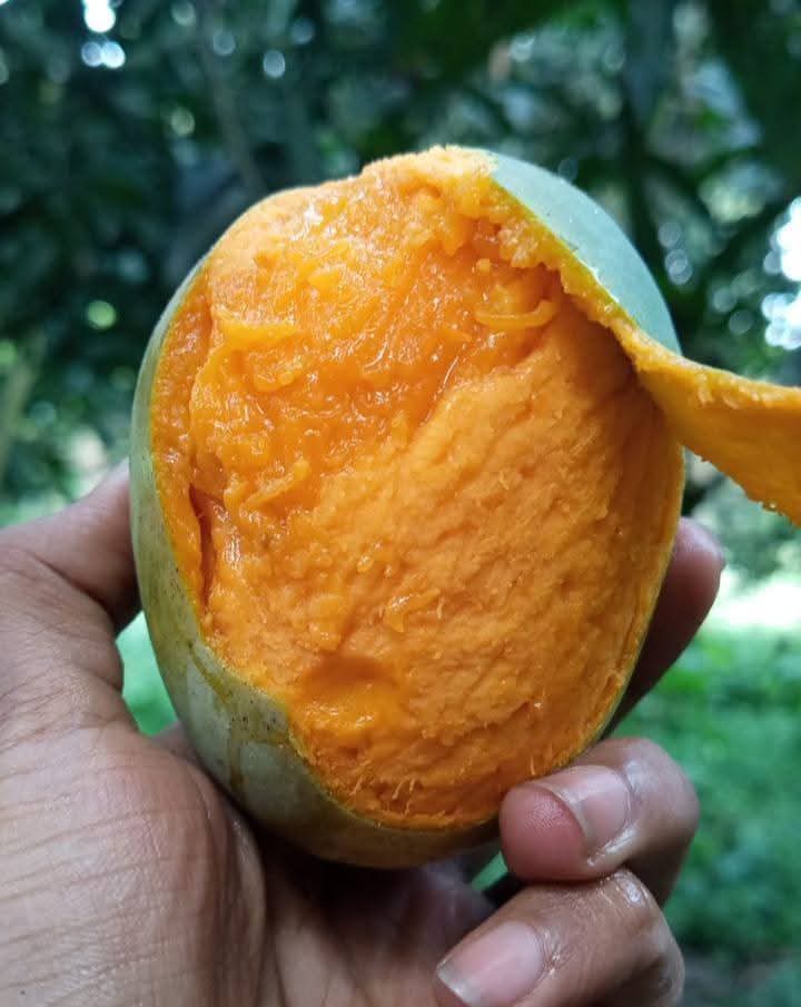 গোবিন্দভোগ আম - ২৪ কেজি – ৩১০০ টাকা