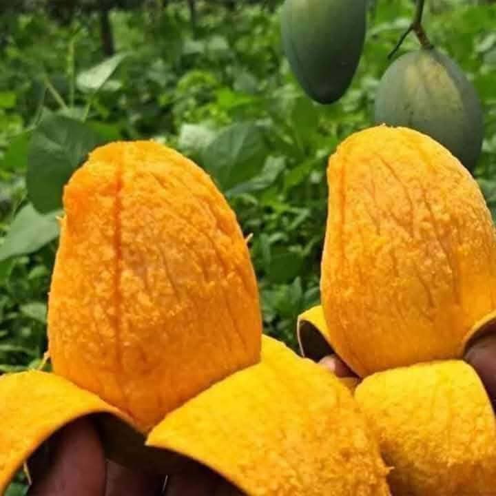 গোবিন্দভোগ আম - ৩৬ কেজি – ৪৮০০ টাকা . ডেলিভারি চার্জ ফ্রি